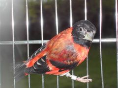 Red Siskin